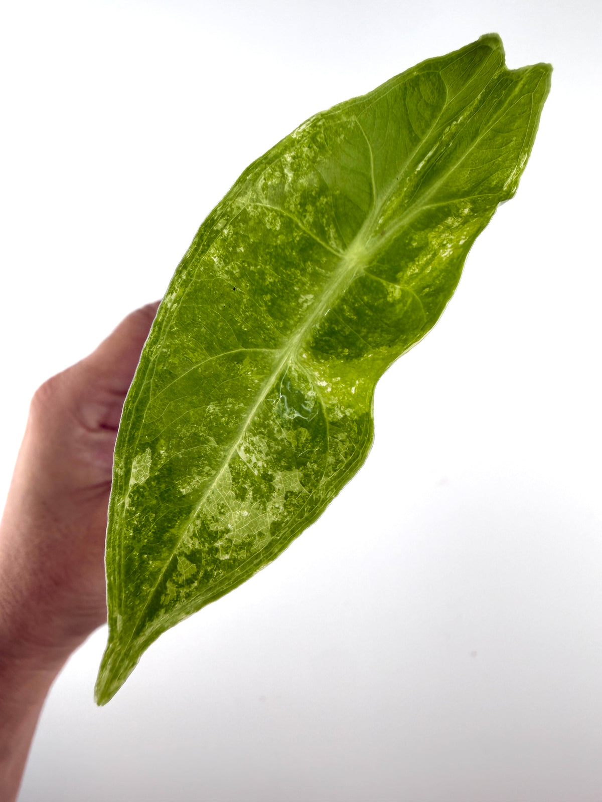 Alocasia Longiloba No ID Variegated — long arrowhead leaf marbled lime and green with cream flecks and patches (exact plant)