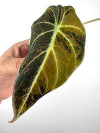 Alocasia Black Velvet Gold Variegated