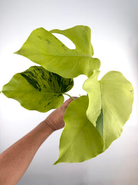 Monstera Lime Lite Variegated