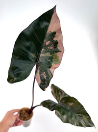 Alocasia Yucatan Princess Black Stem EU