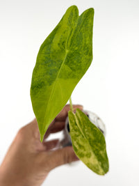 Alocasia Longiloba Aurea