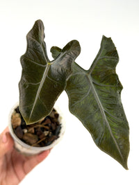 Alocasia Lailah Wild Form