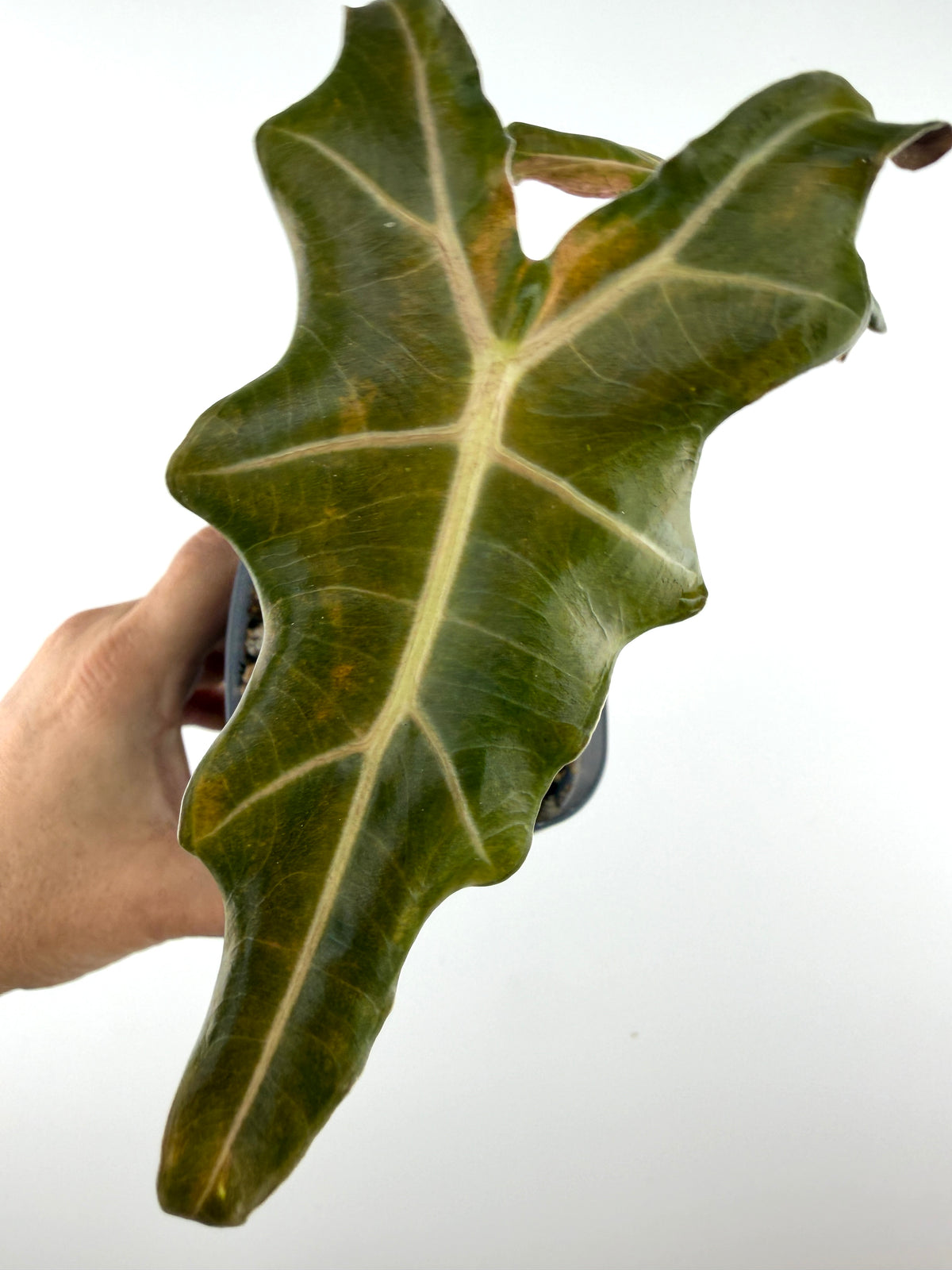 Alocasia Megagodzilla Nobilis X New Guinea Gold Variegated with jagged, deeply lobed leaves dusted in gold, rooted in chunky aroid mix