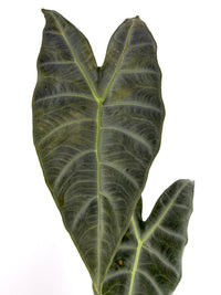 Alocasia Longiloba Silver Variegated mother plant with silver-grey sheen arrowhead leaves — reference only