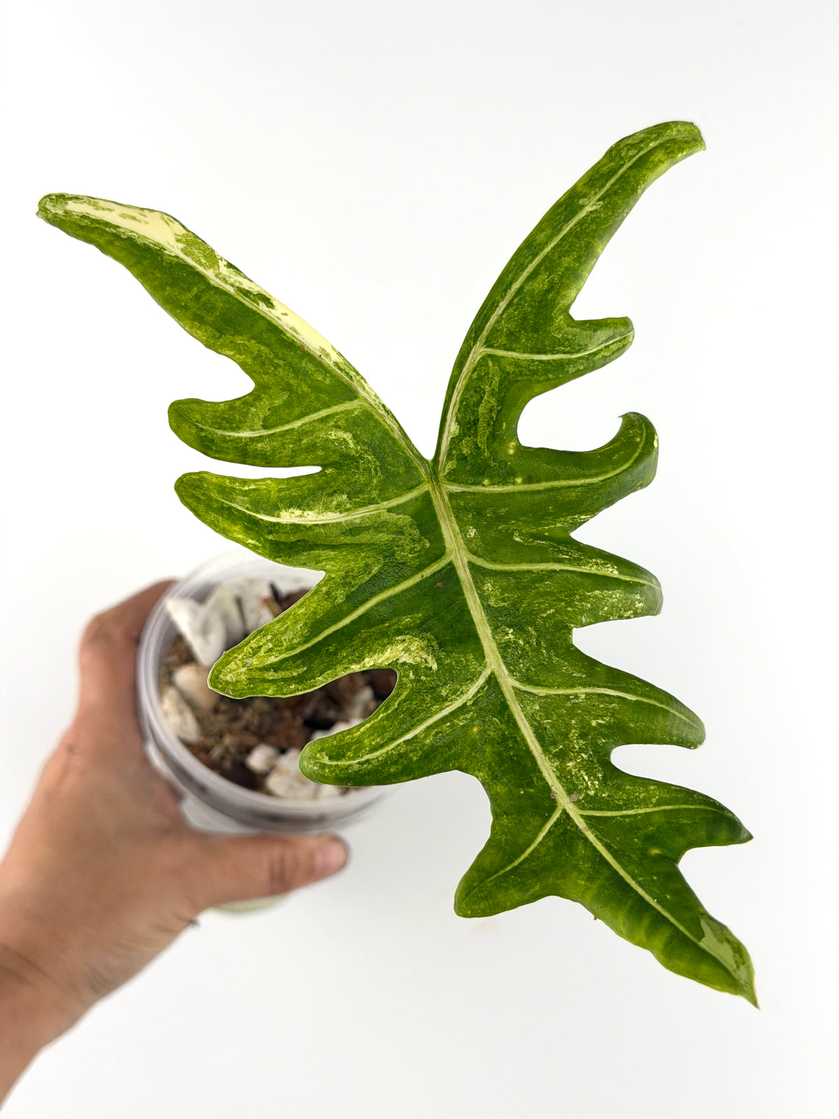 Alocasia Portei Aurea Variegated Mother Plant — deeply lobed, wing-like leaf marbled green, lime and cream (exact plant)