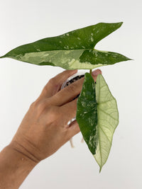 Alocasia Simpo Albo Variegated — long arrow-shaped leaves with cream-white albo sectors over glossy green, one leaf nearly all white