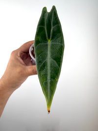 Alocasia Longiloba "Black Cobra" Purple Variegated