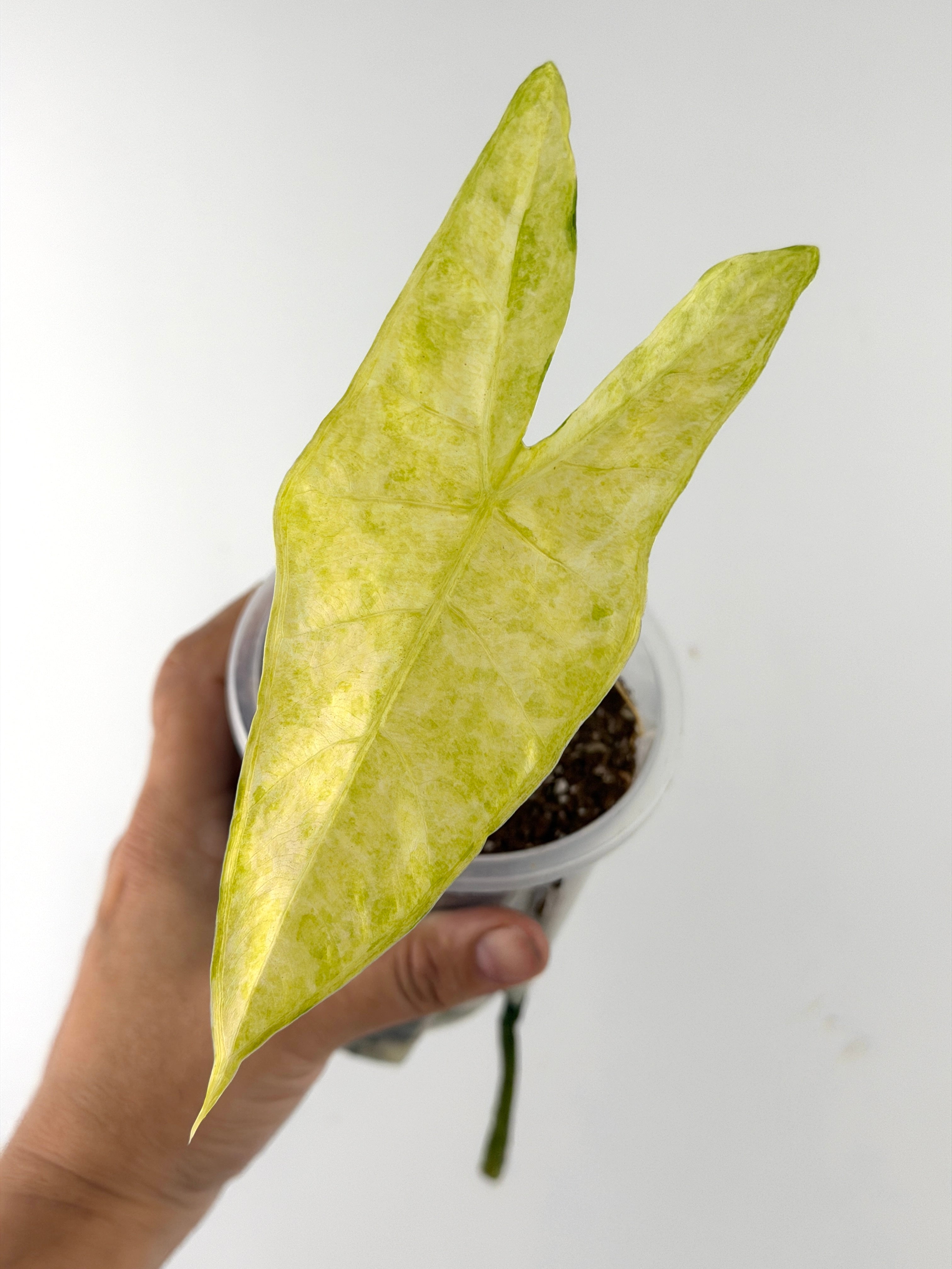 Alocasia Longiloba Golden Mint | Speckled Pale Arrow – Mild To Wild Studio