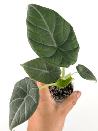 Alocasia Silver Moon Hybrid (Melo X Silver Dragon)