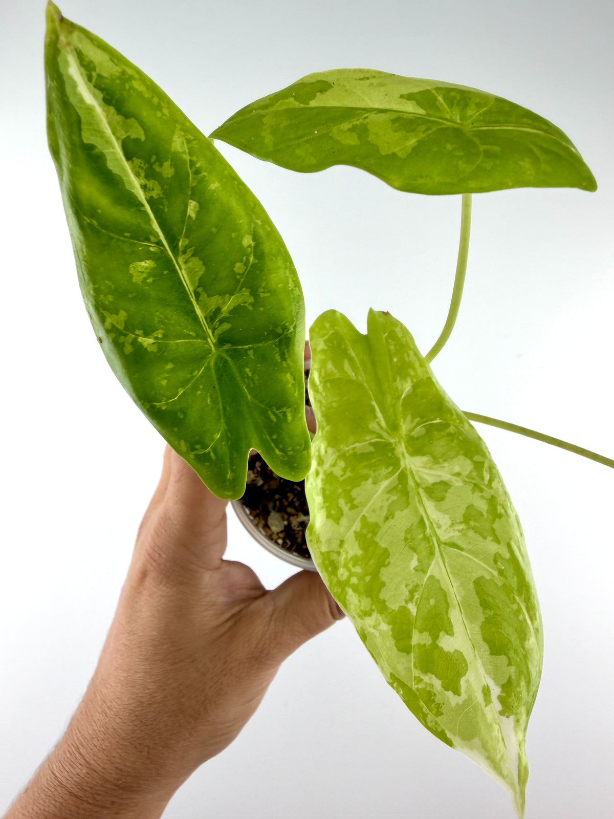 Alocasia Fornicata Albo Variegated — apple-green leaves marbled with creamy white (exact plant)