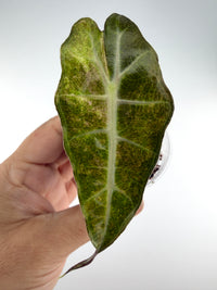 Alocasia Polly Splash Pup Variegated — rooted pup with a deep green scalloped leaf finely splashed in pale green and silver