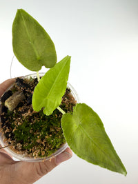 Alocasia Olanii Pup — rooted pup with three bright green heart-shaped leaves established in moss
