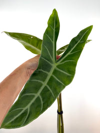 Alocasia Longiloba White Vein Thai Lucifer mother plant, for reference