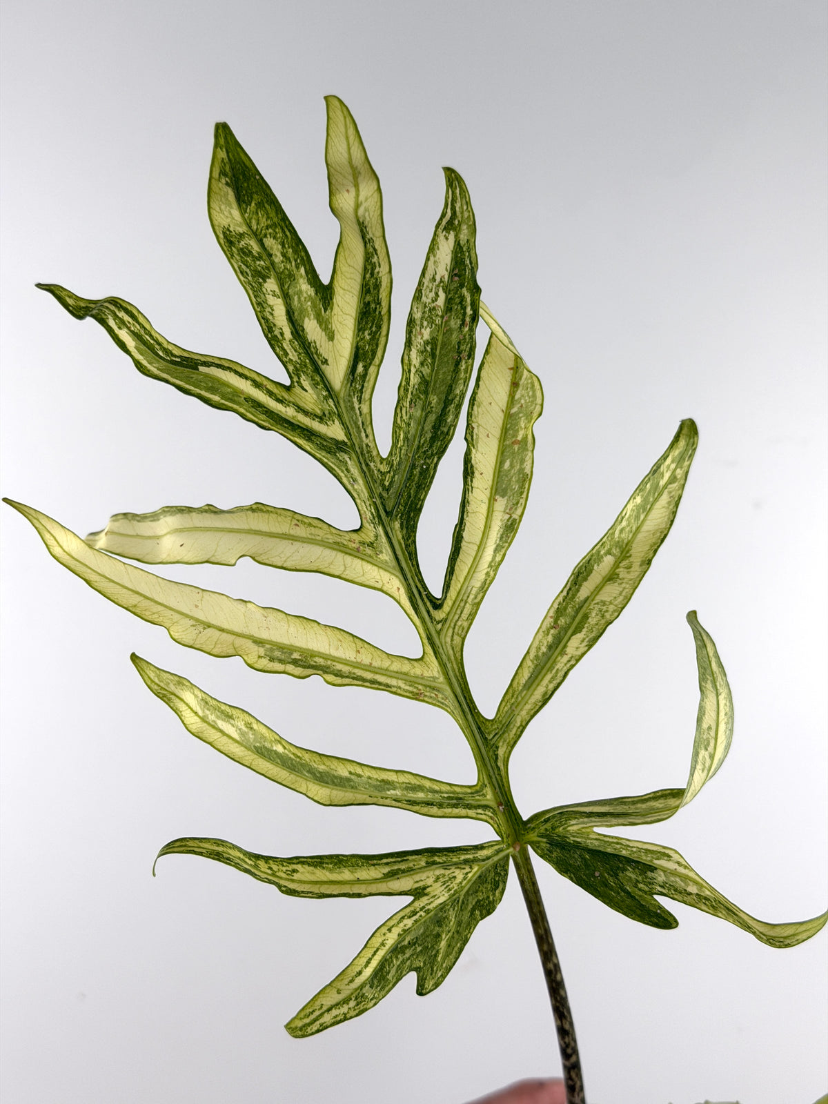 Alocasia Brancifolia Albo Variegated mother plant - reference only, not for sale