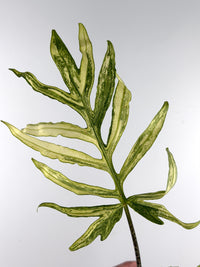Alocasia Brancifolia Albo Variegated mother plant - reference only, not for sale