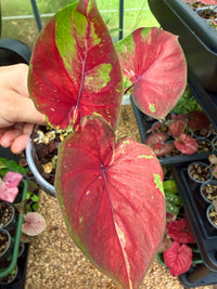 Caladium Thai Hybrid