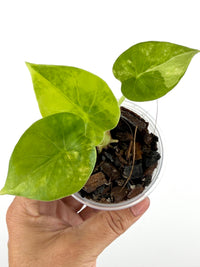 Alocasia Golden Wind Hybrid (Cucullata X Gageana) Aurea Variegated