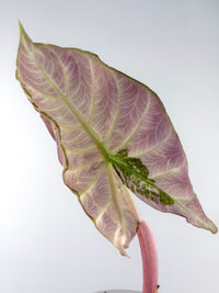 Alocasia Pink Dragon Albo Variegated