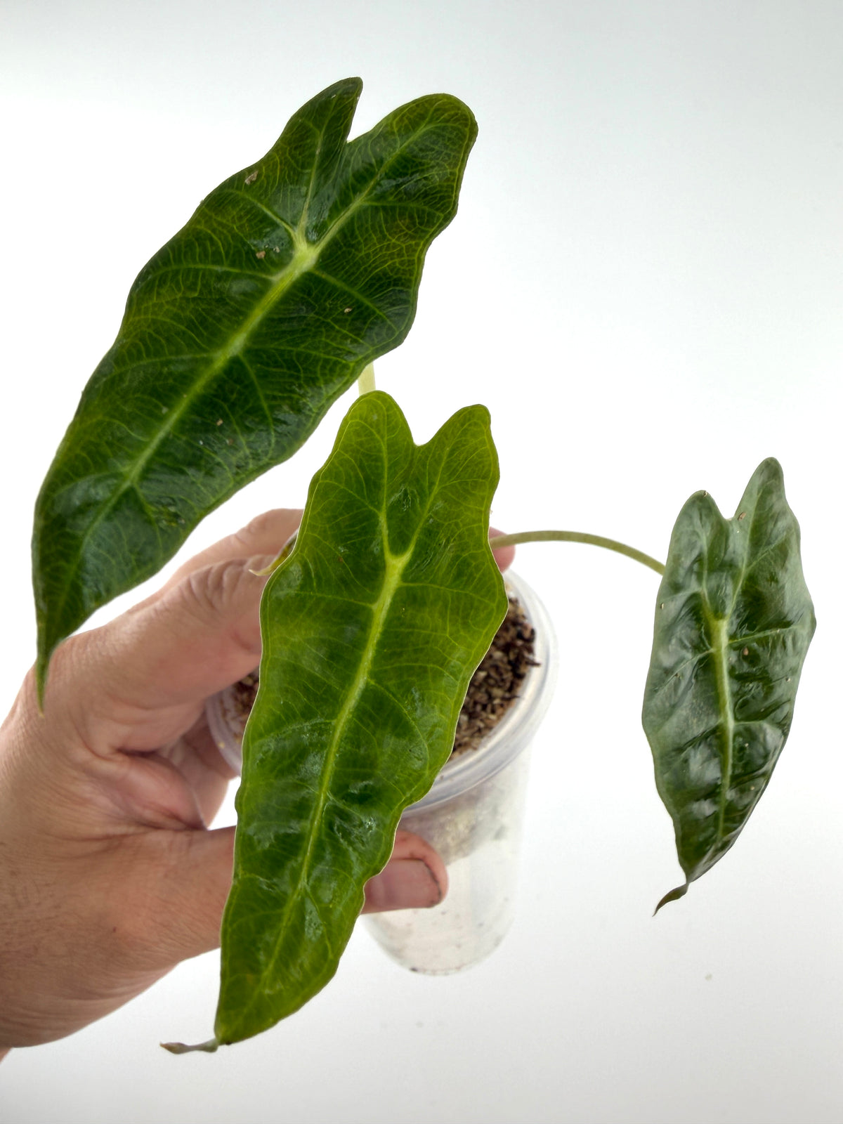 Alocasia Scorpio Mutation, exact plant pictured
