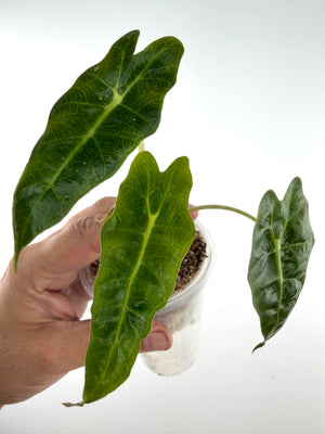 Alocasia Scorpio Mutation, exact plant pictured