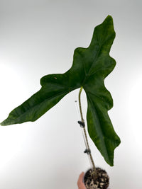 Alocasia Batwing Mother Plant