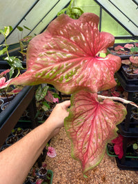 Caladium Thai Hybrid