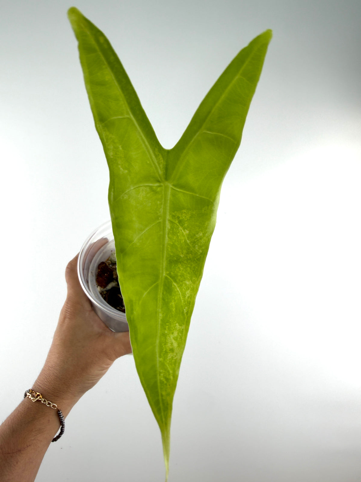 Alocasia Longiloba Narrow Green Back Aurea Variegated mother plant with a long chartreuse-gold arrowhead leaf