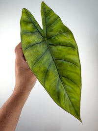 Alocasia Mandala Hybrid (Aurora X Silver Dragon) Variegated