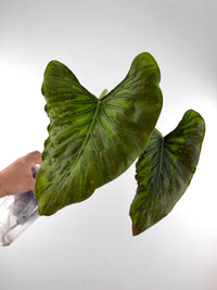 Alocasia Wentii Tattoo Mutation Mother Plant