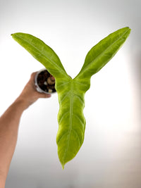 Alocasia Sp. Wild Form Mother Plant