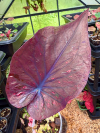 Caladium Thai Hybrid