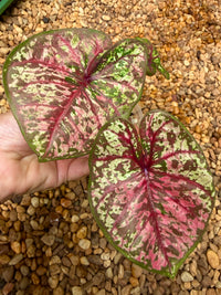 Caladium Thai Hybrid