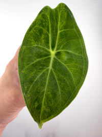 Alocasia Ivory Coast Aurea