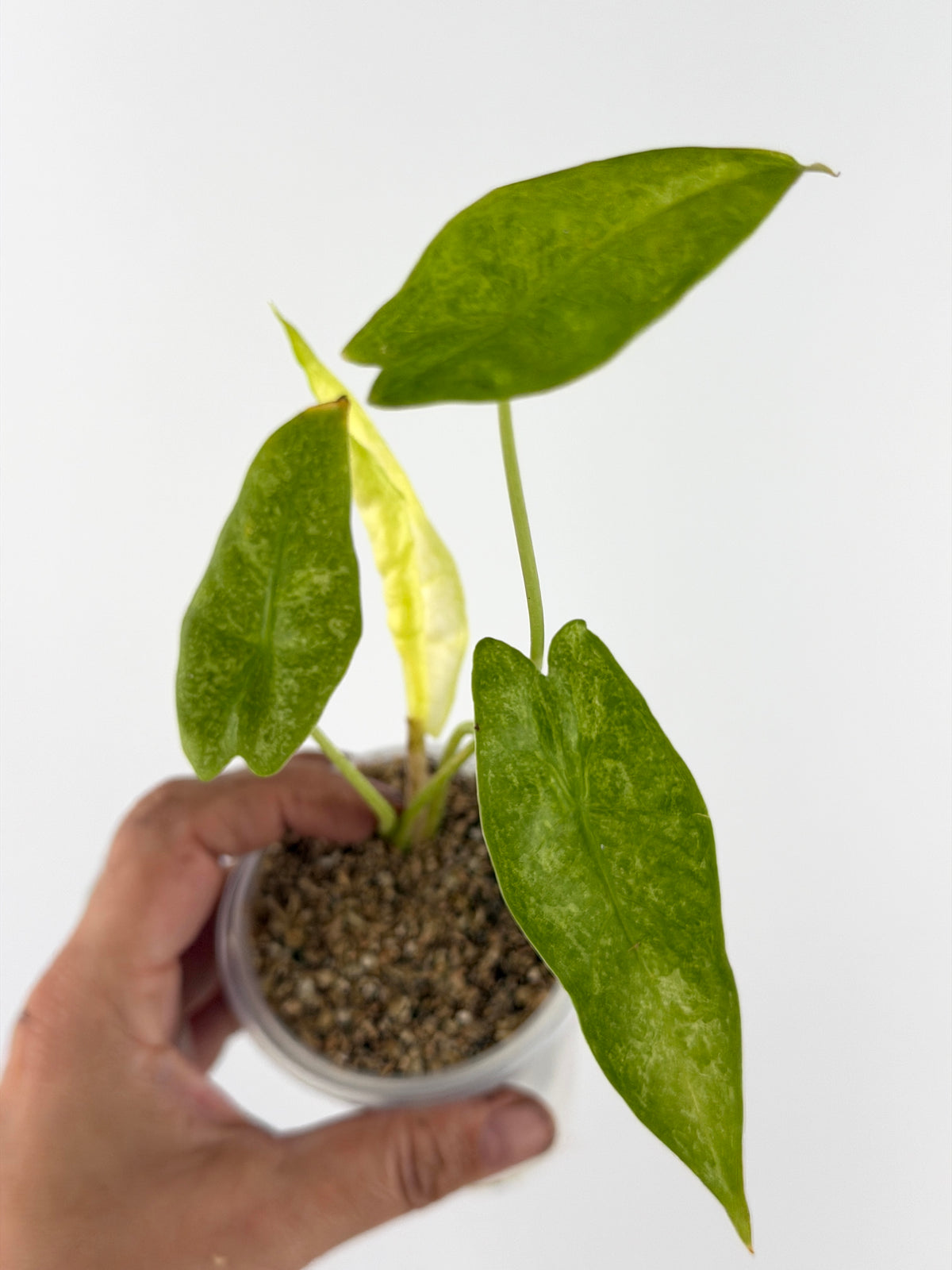Alocasia Longiloba Golden Mint Variegated — arrowhead leaves dusted in mint with a golden new leaf (exact plant)