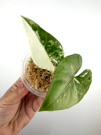 Alocasia Scabriuscula Albo Pink Variegated