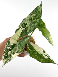 Alocasia Simpo Albo Variegated, long arrow-shaped leaves speckled with cream, mint, and white over glossy green, in a moss cup