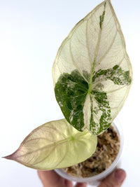 Alocasia Wentii Uhinkii Pink Albo Variegated specimen #1, broad shield leaf almost entirely creamy albo white with soft pink veins, in a moss cup