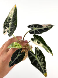 Alocasia Bambino Pink Variegated specimen #2, full dwarf plant with silver-veined arrow leaves heavily splashed cream-white with a blush of pink