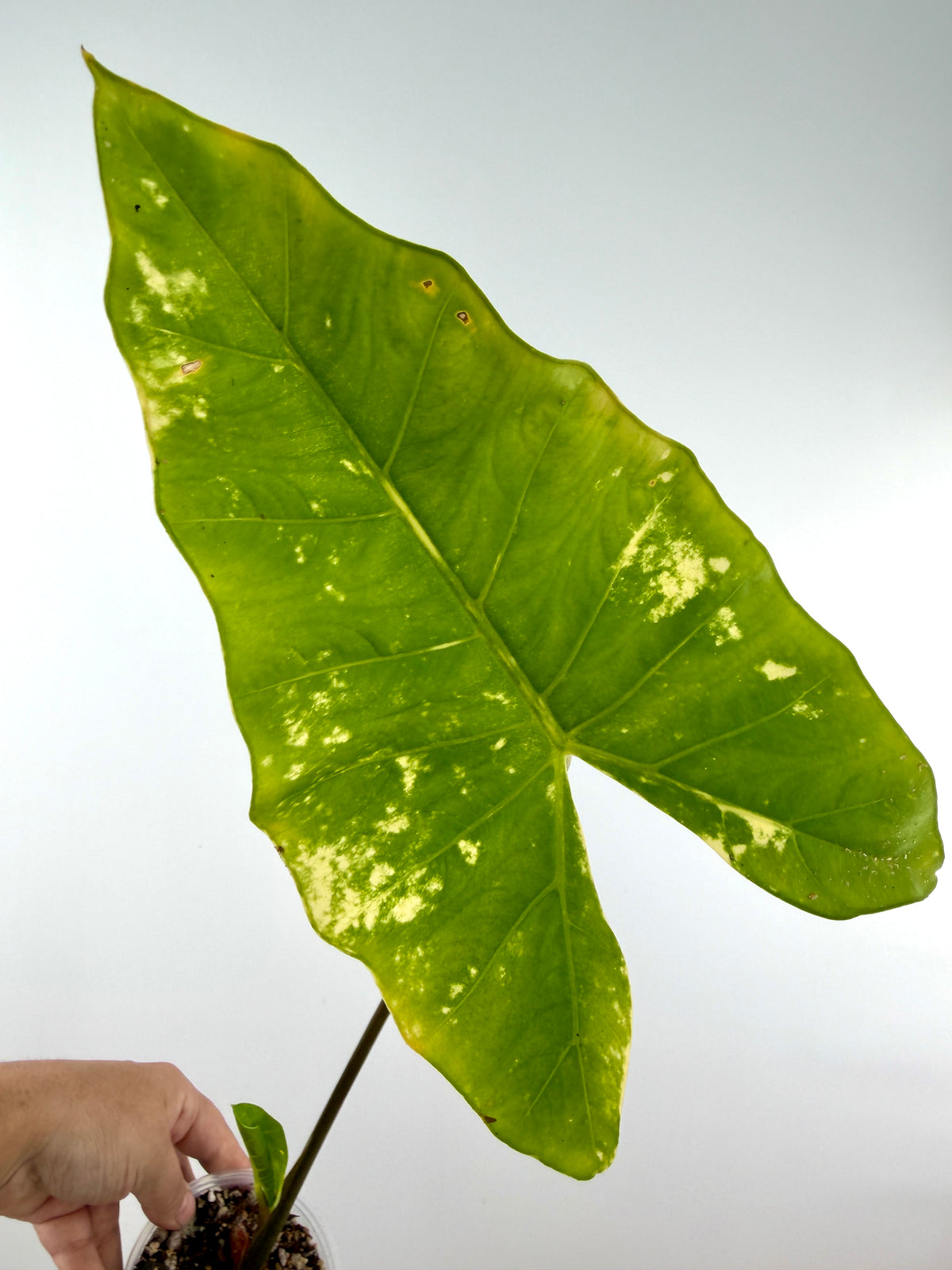 Alocasia New Guinea Gold X Spotted Stem Hybrid Variegated mother plant — large arrowhead leaf splashed with cream (exact plant)
