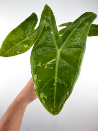 Alocasia Longiloba Thai Con Variegated