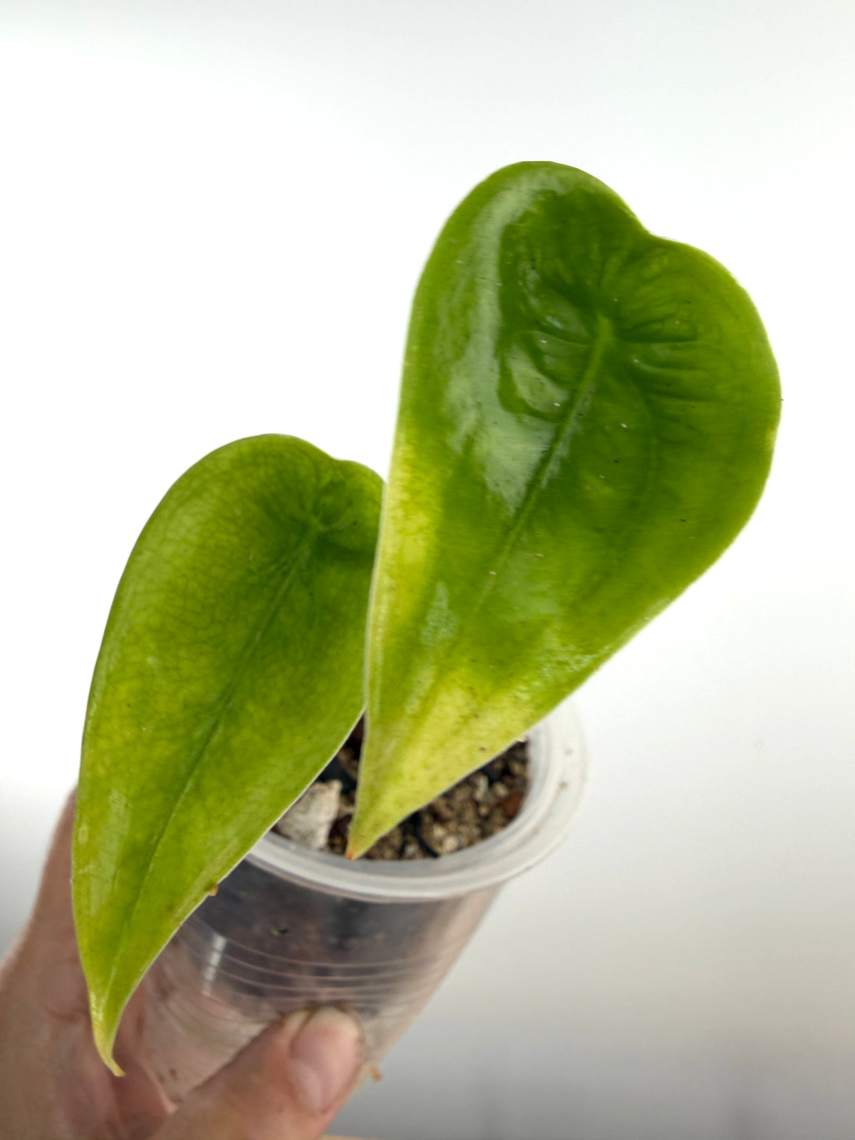 Alocasia Longiloba Heart Leaf Mutation, exact plant pictured