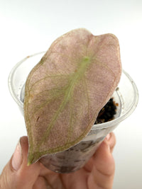 Alocasia Balloon Heart Pink Mint Pup Variegated — rooted pup with a dusty rose-pink leaf and mint-green midrib and margin