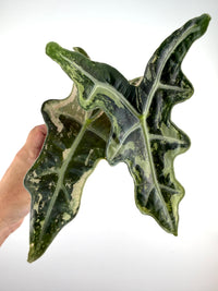 Alocasia Nobilis Pink Mint Variegated specimen #1, two deeply lobed stag-horn leaves mottled mint-green and cream with bright silver veins