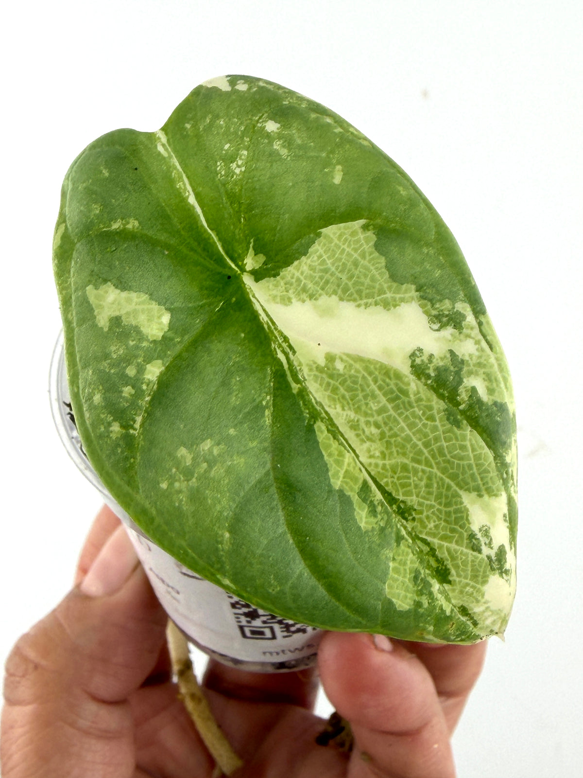 Alocasia Silver Dragon Albo Variegated — textured silvery heart leaf with a white and mint albo sector (exact plant)