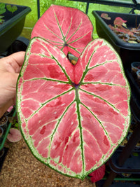 Caladium Thai Hybrid