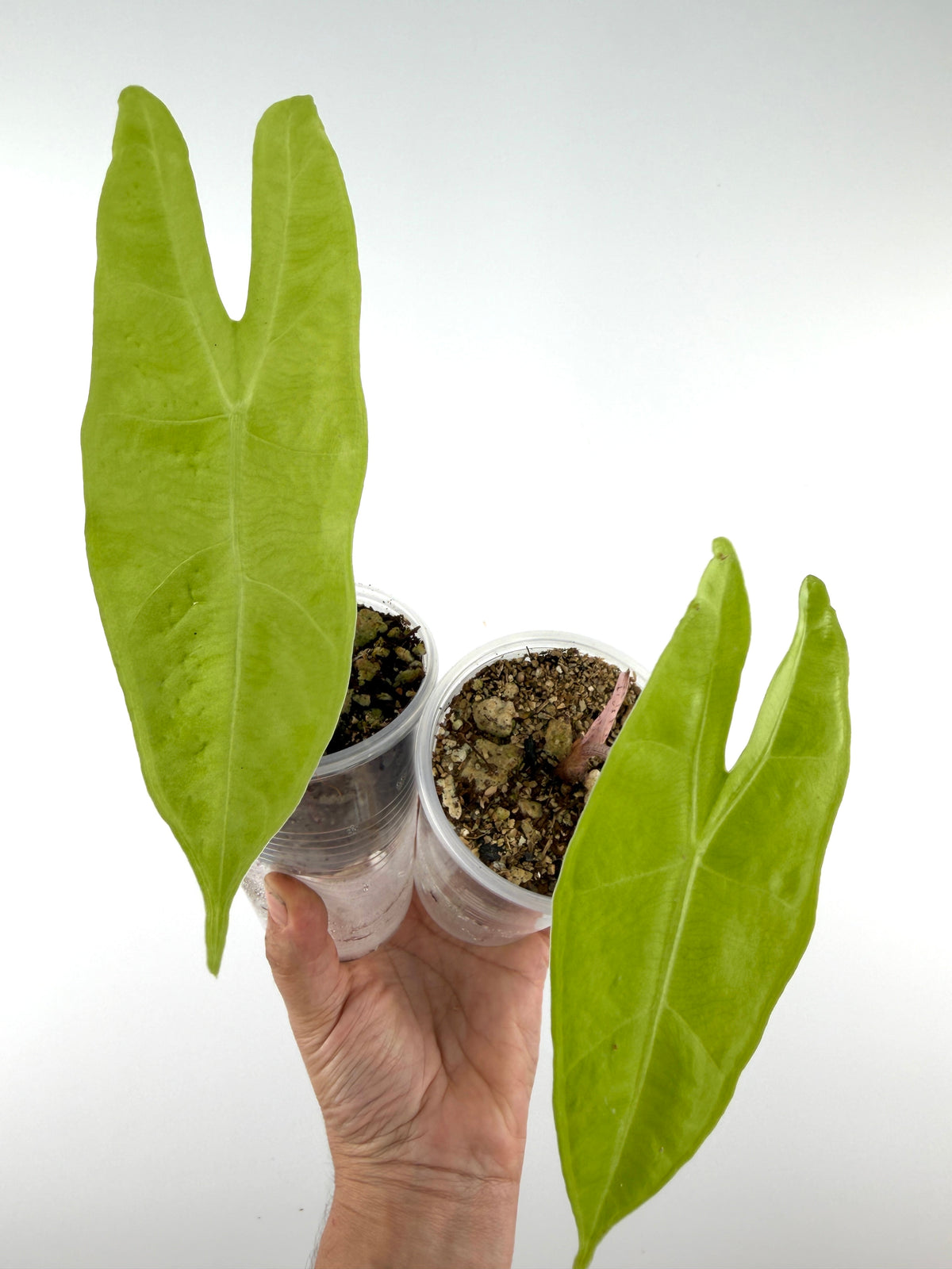 Alocasia Longiloba Sp. From Indonesia — the two lime-green arrowhead plants offered as grower's choice