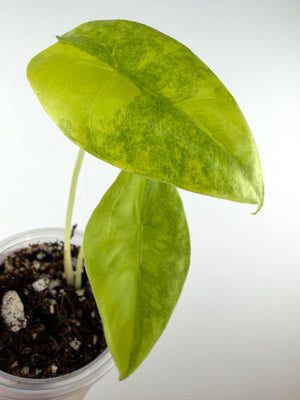 Alocasia Longiloba Lemon Splash Variegated