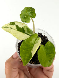 Alocasia Corazon Albo Variegated