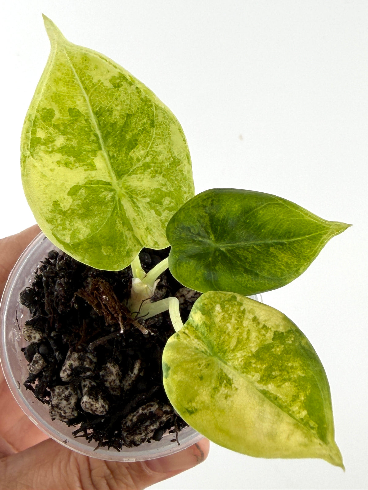 Alocasia Melo Aurea Variegated #2 — rounded leaves marbled lime and butter yellow beside one deep green leaf (exact plant)