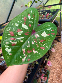 Caladium Thai Hybrid